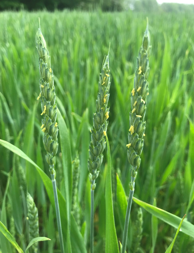 Wheat at beginning flowering stage.